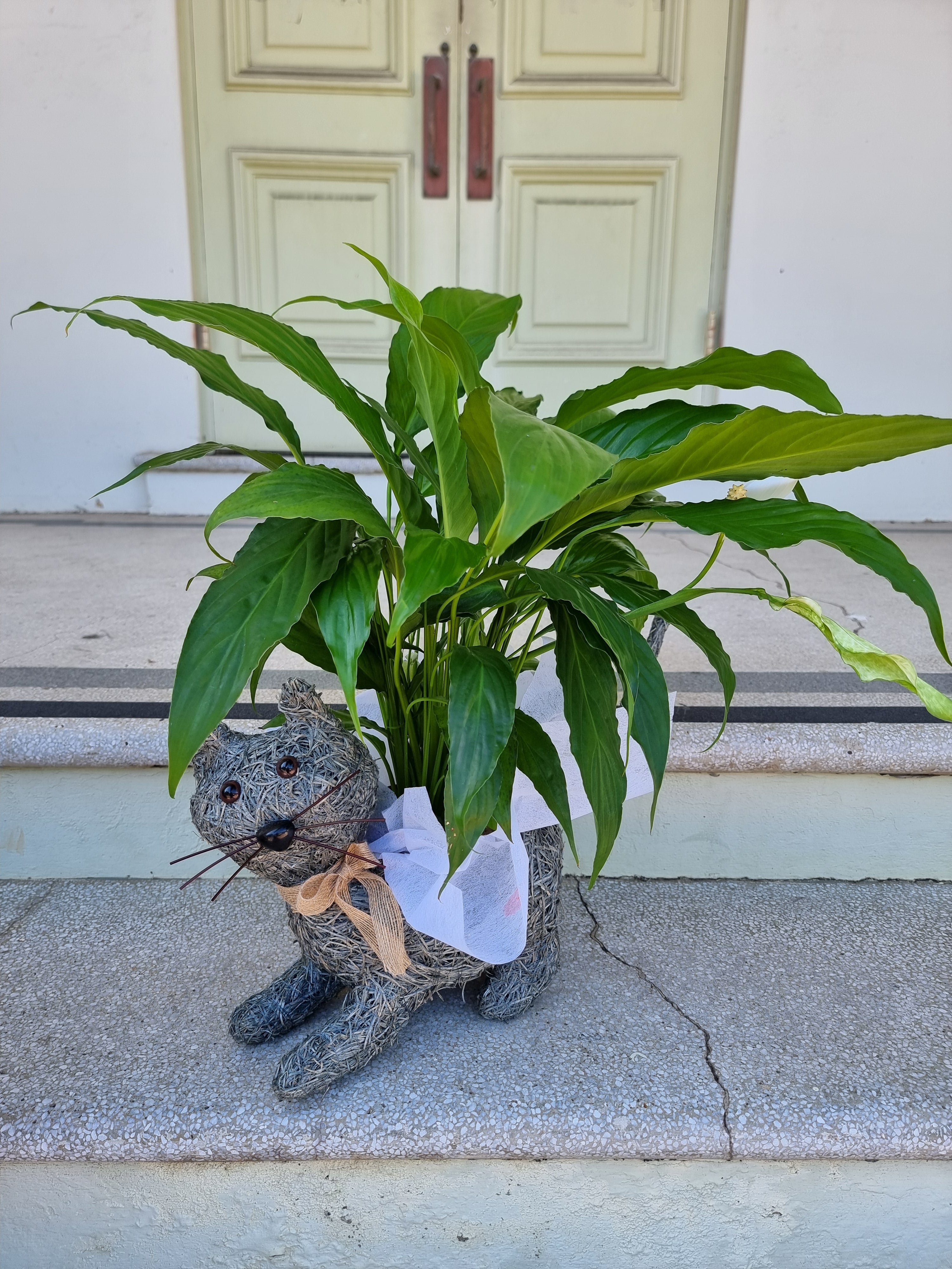 Cat Husk Planter