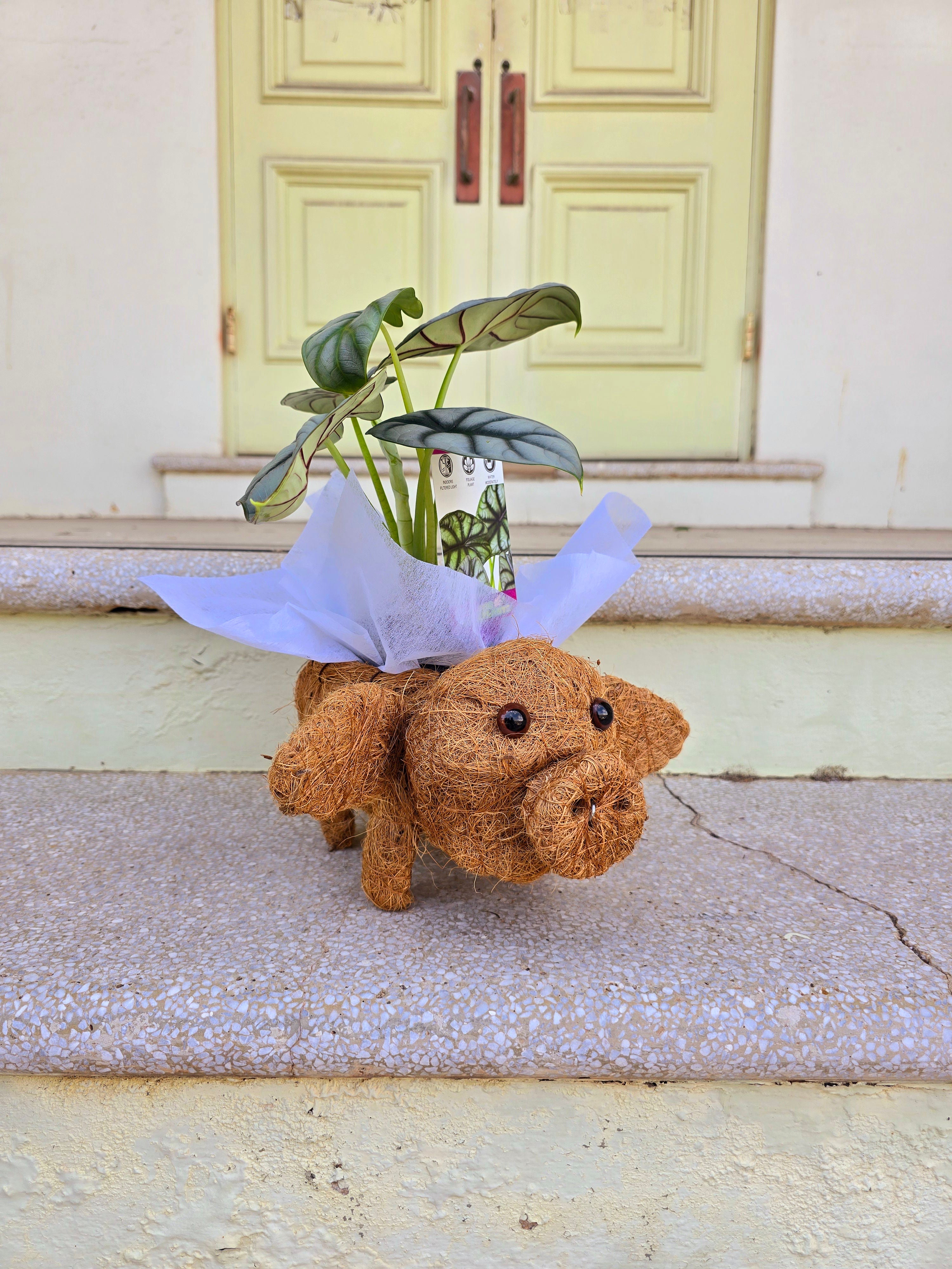 Pig Husk Planter