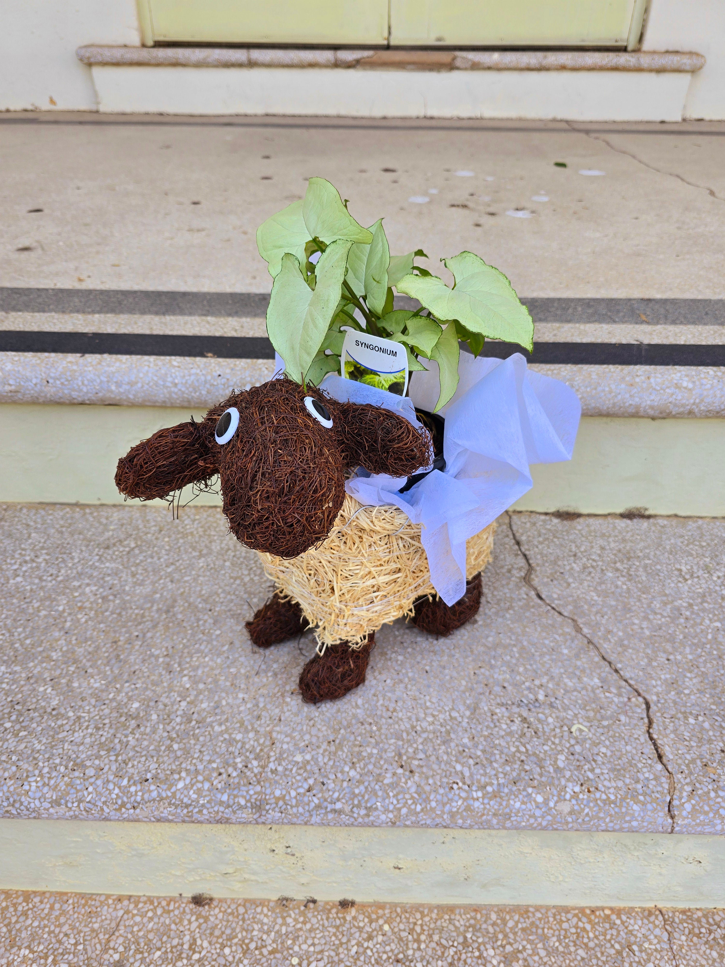 Sheep Husk Planter
