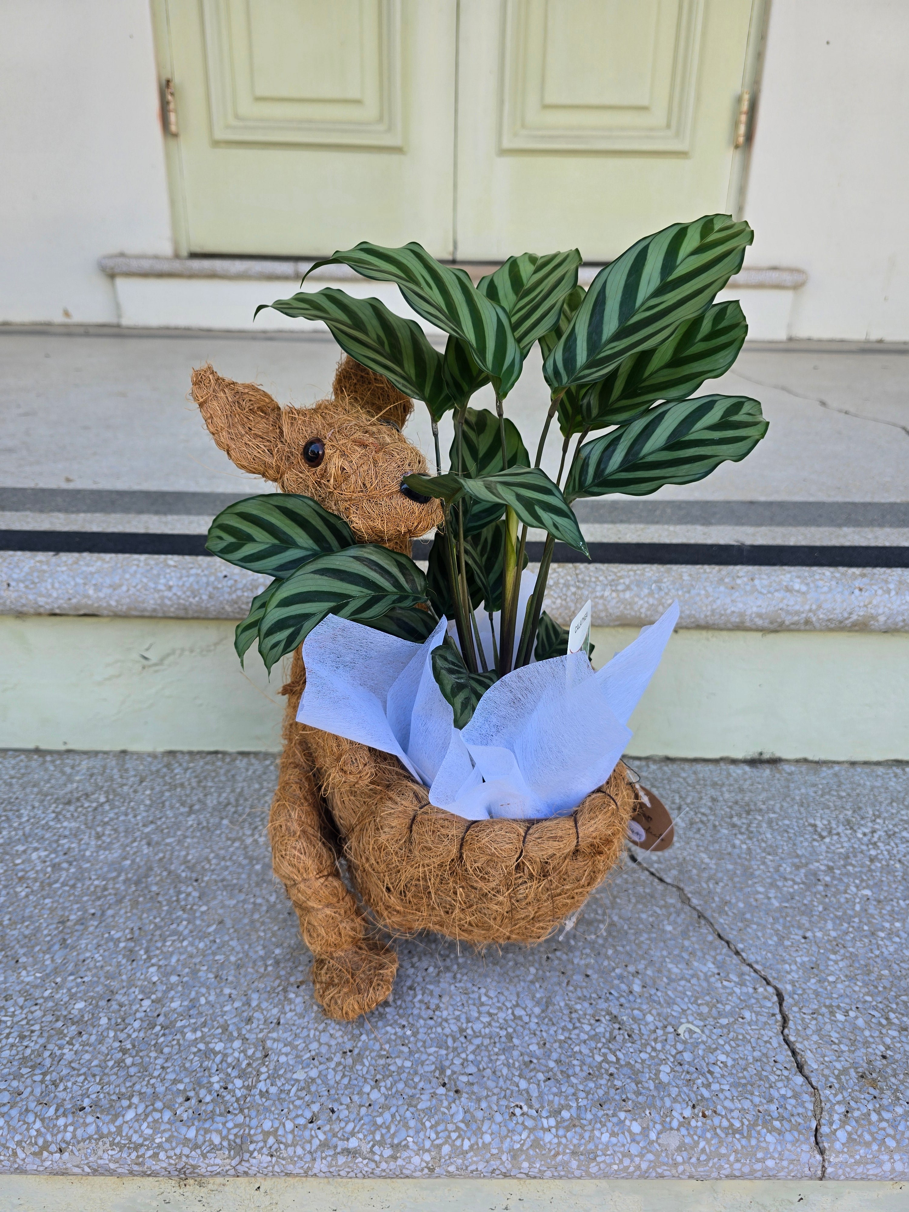 Kangaroo Husk Planter