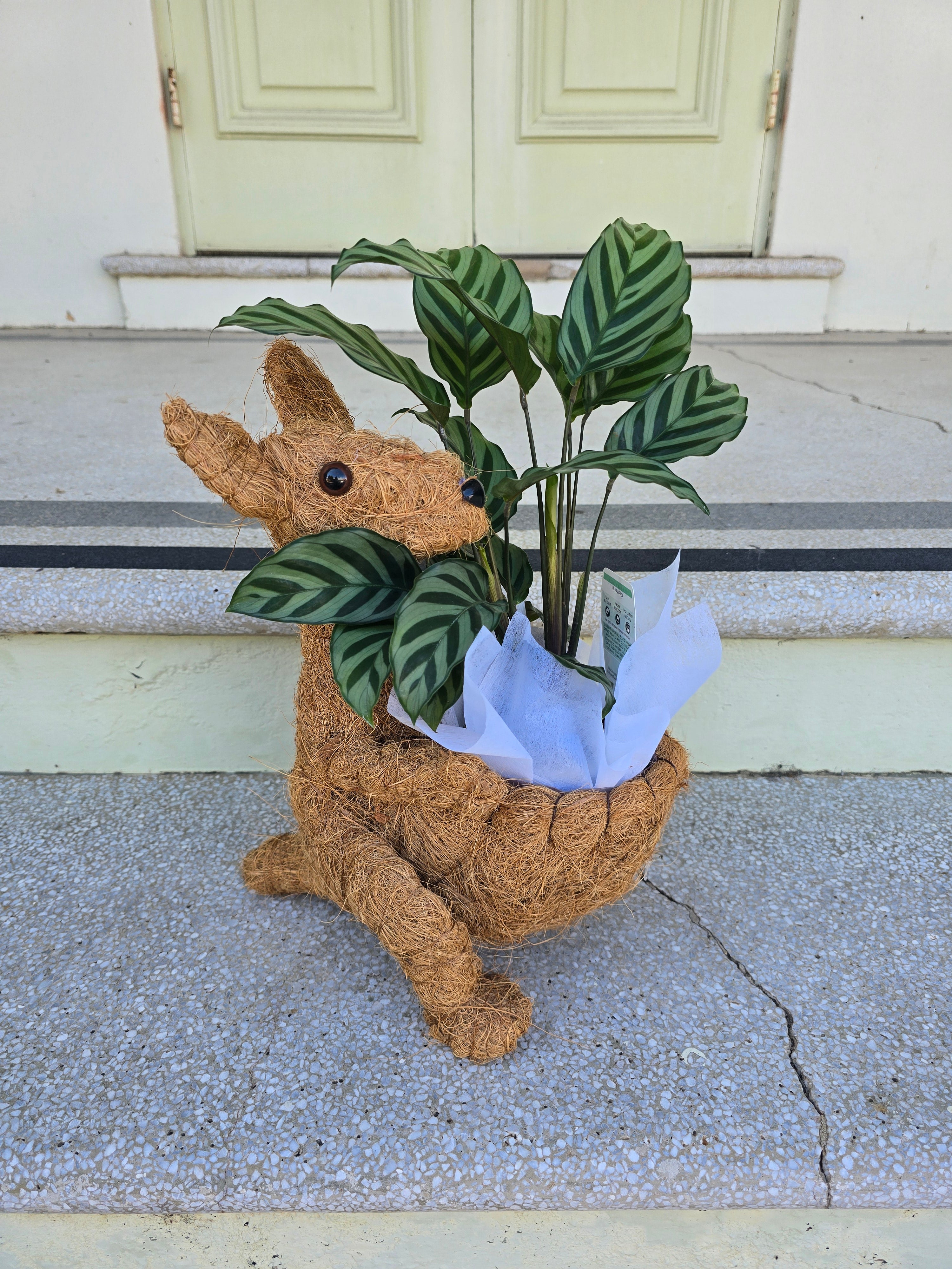Kangaroo Husk Planter