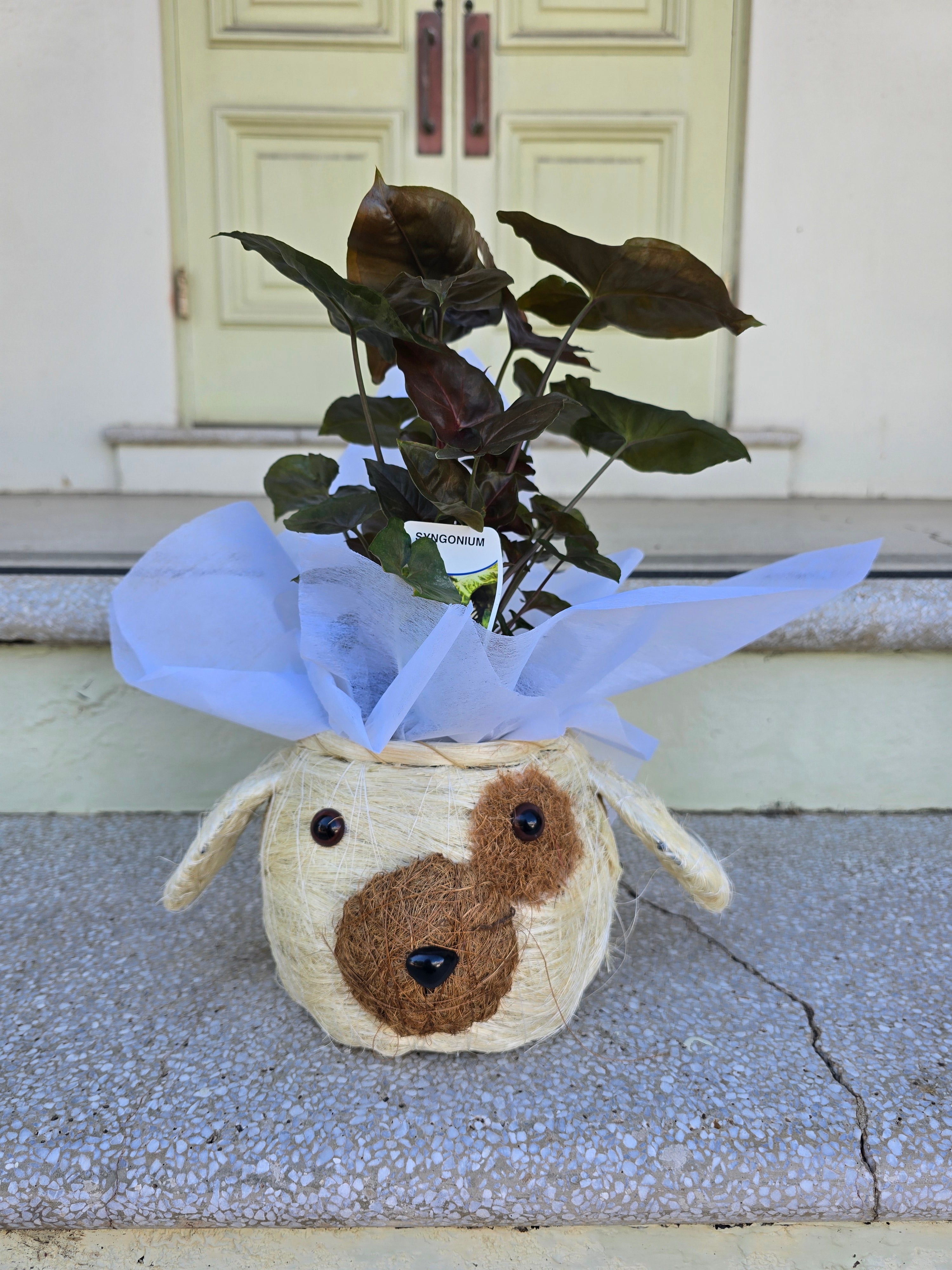 Puppy Face Husk Planter