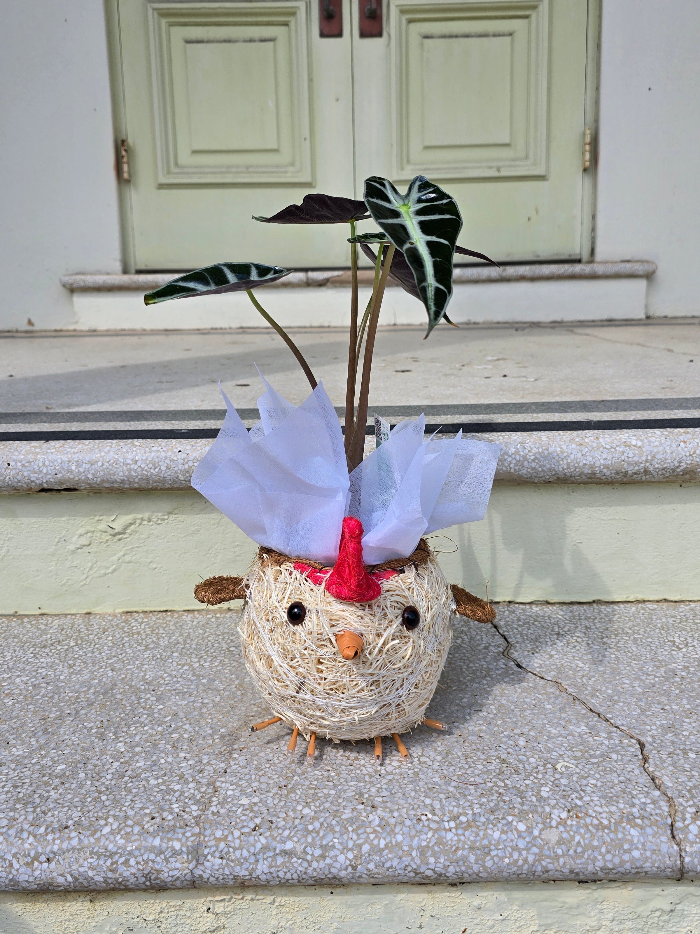 Chicken Husk Planter