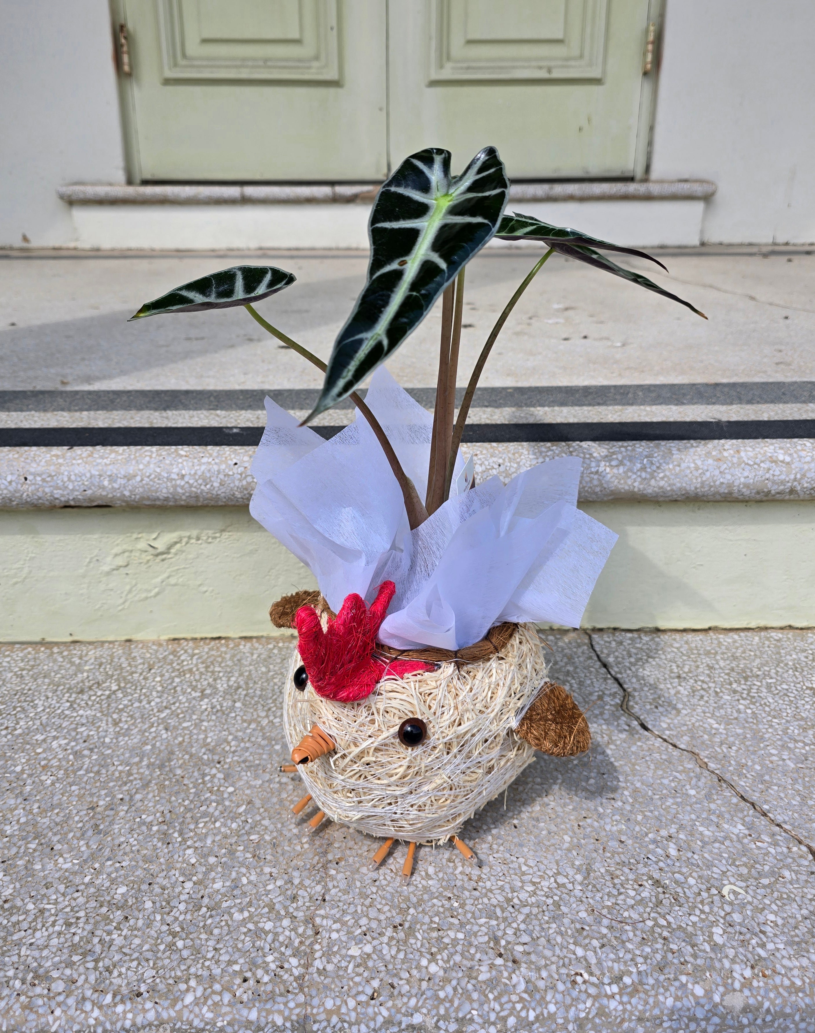 Chicken Husk Planter