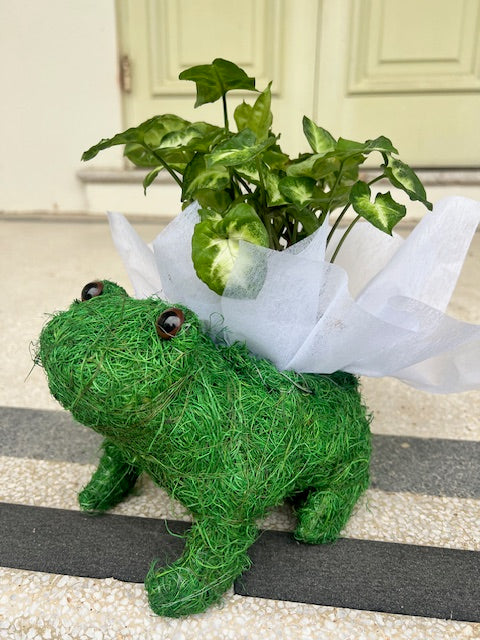 Frog Husk Planter