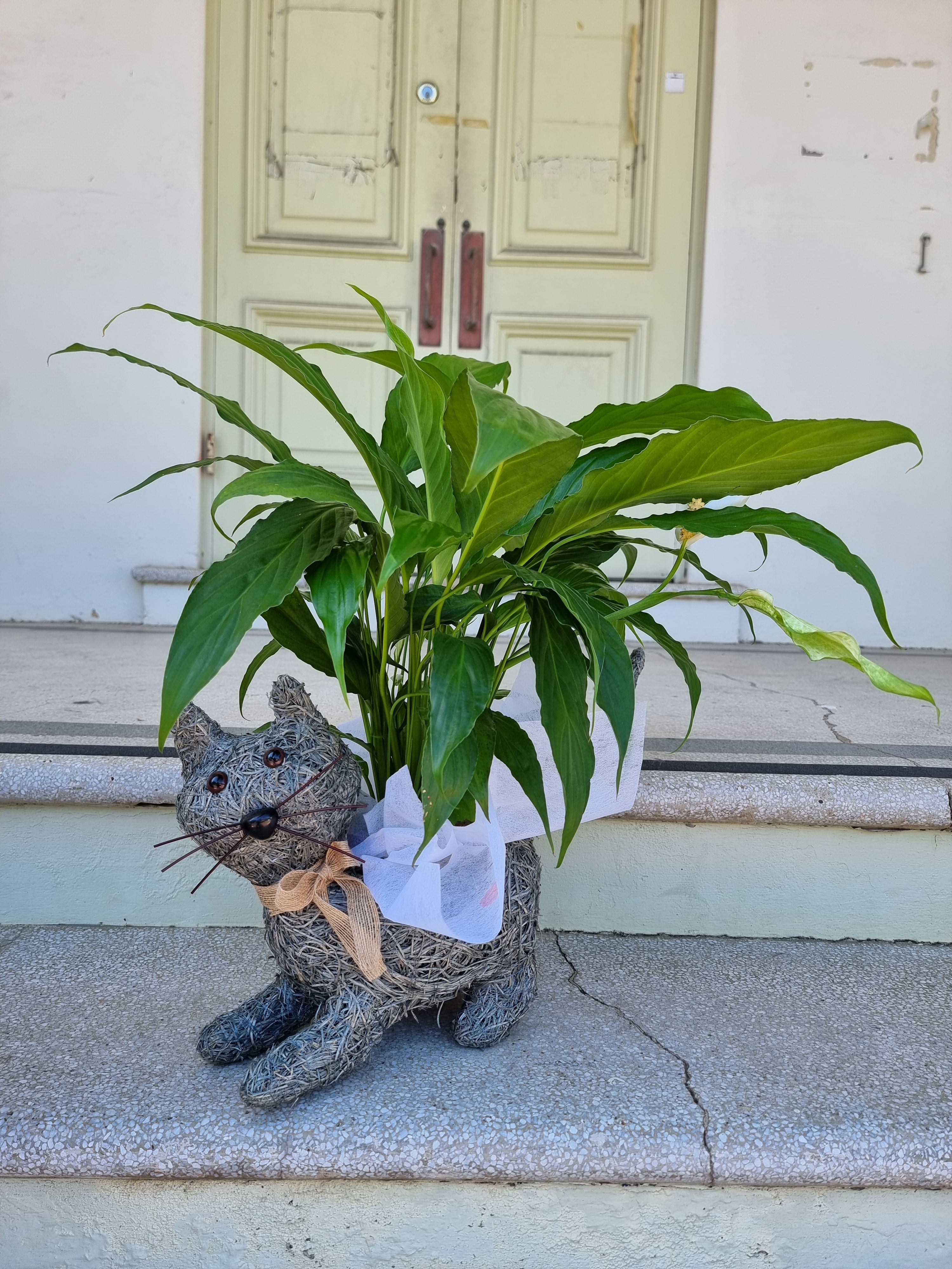 Cat Husk Planter