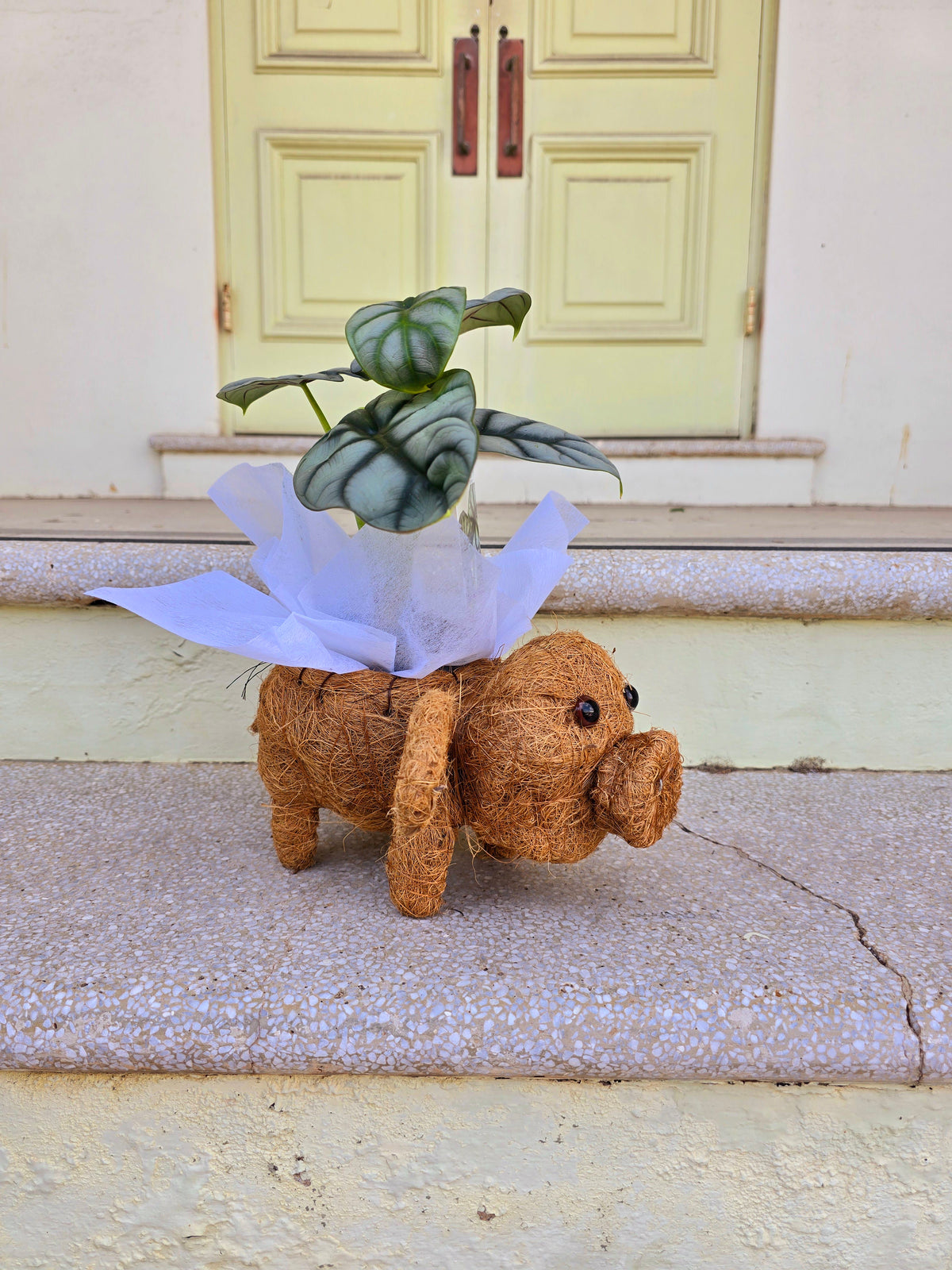 Pig Husk Planter