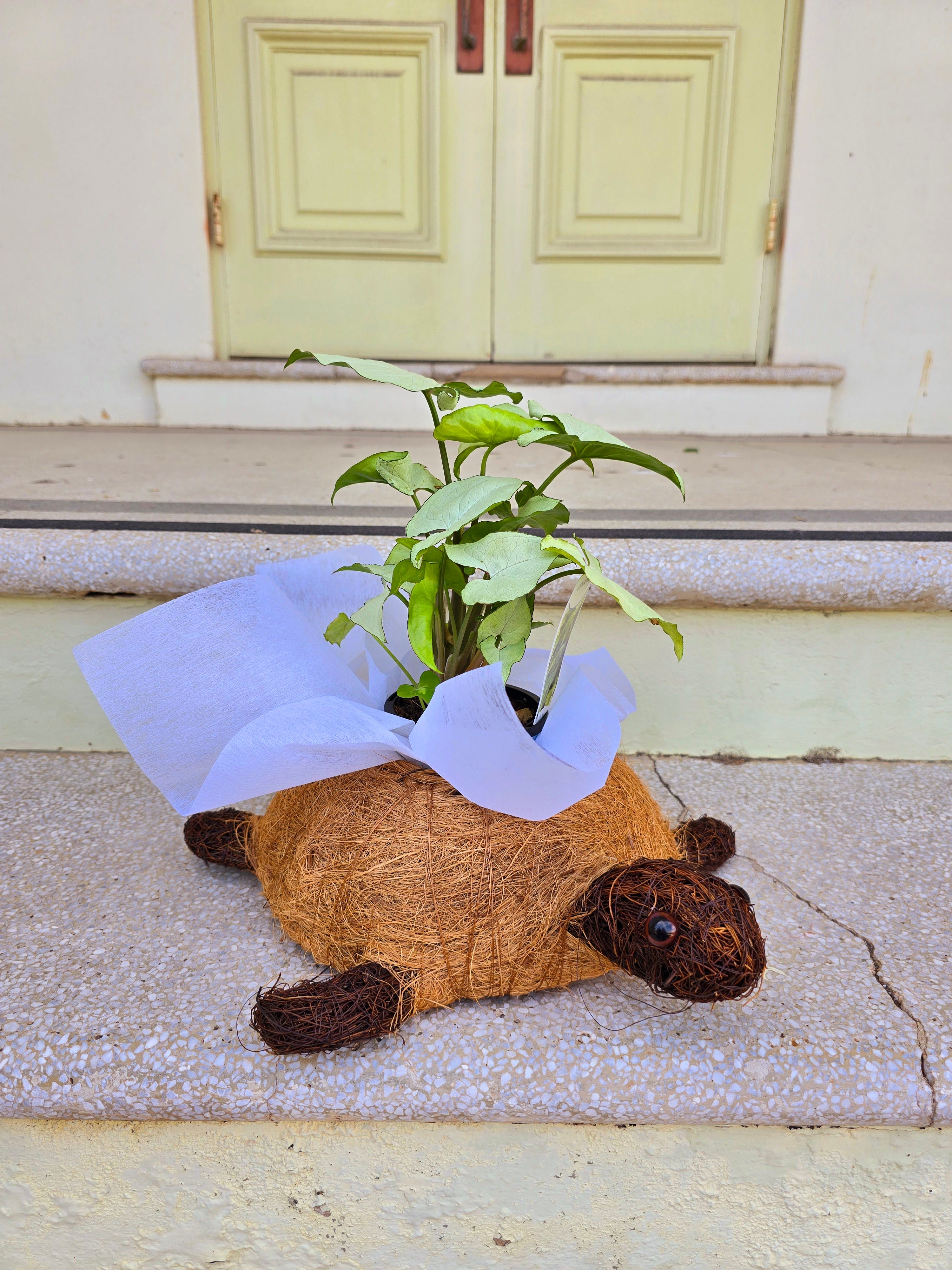 Turtle Husk Planter
