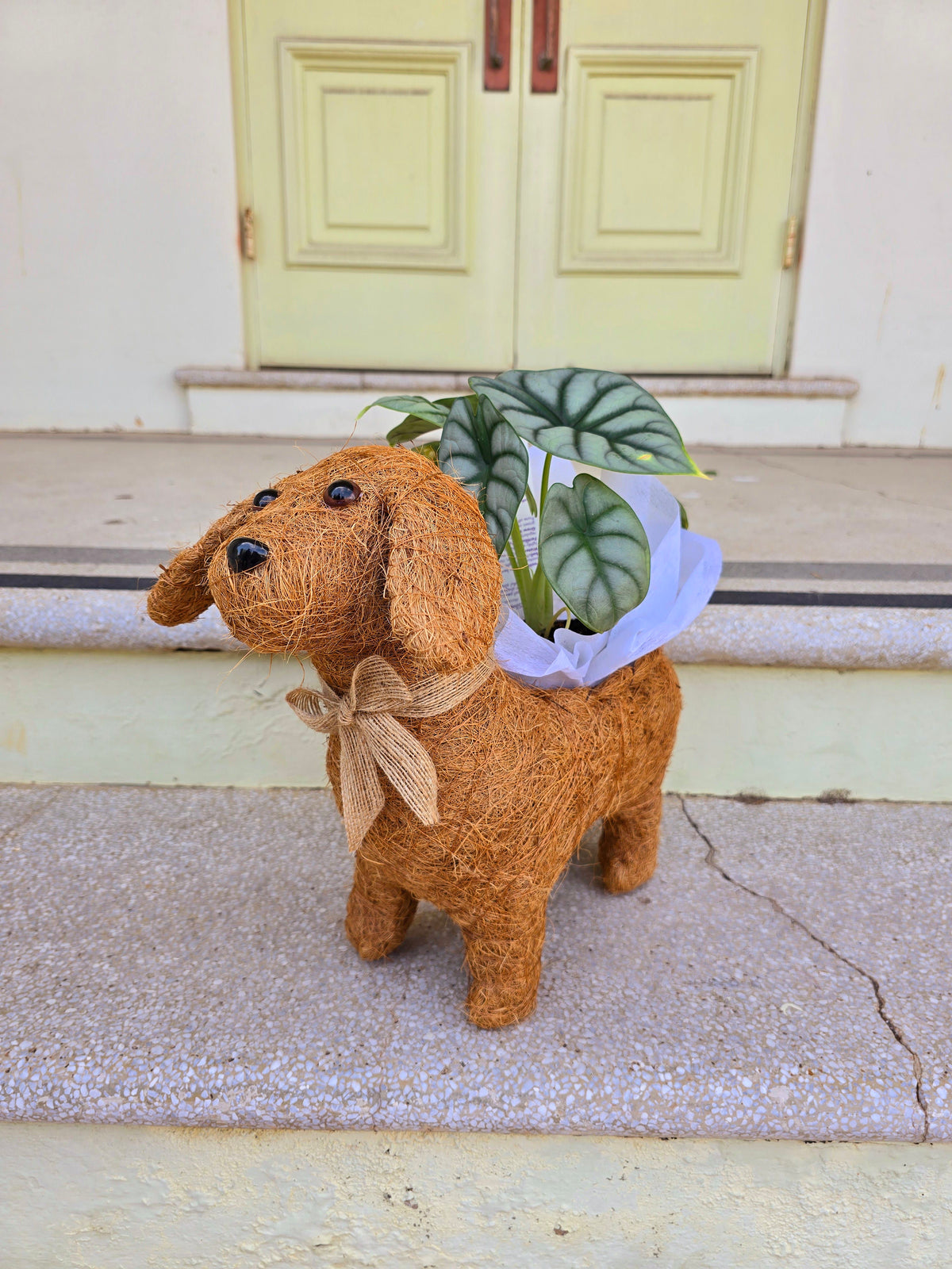 Happy Dog Husk Planter