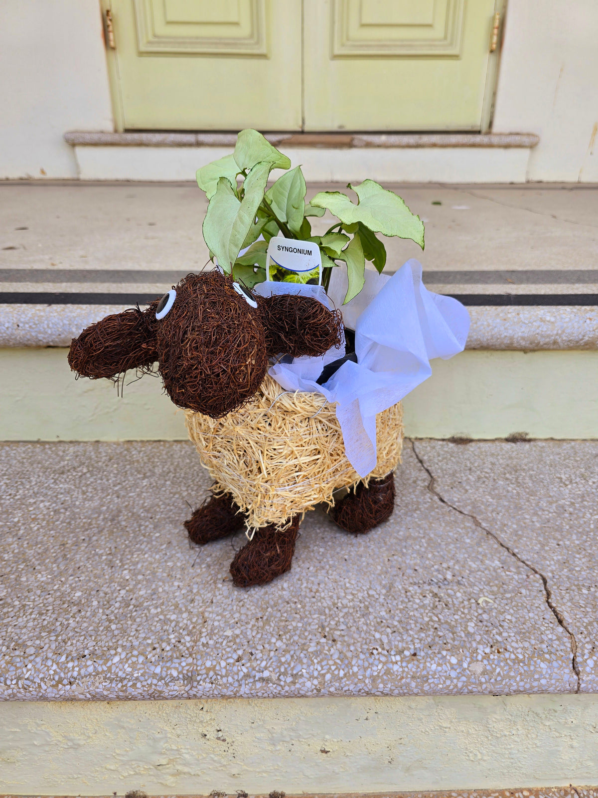 Sheep Husk Planter