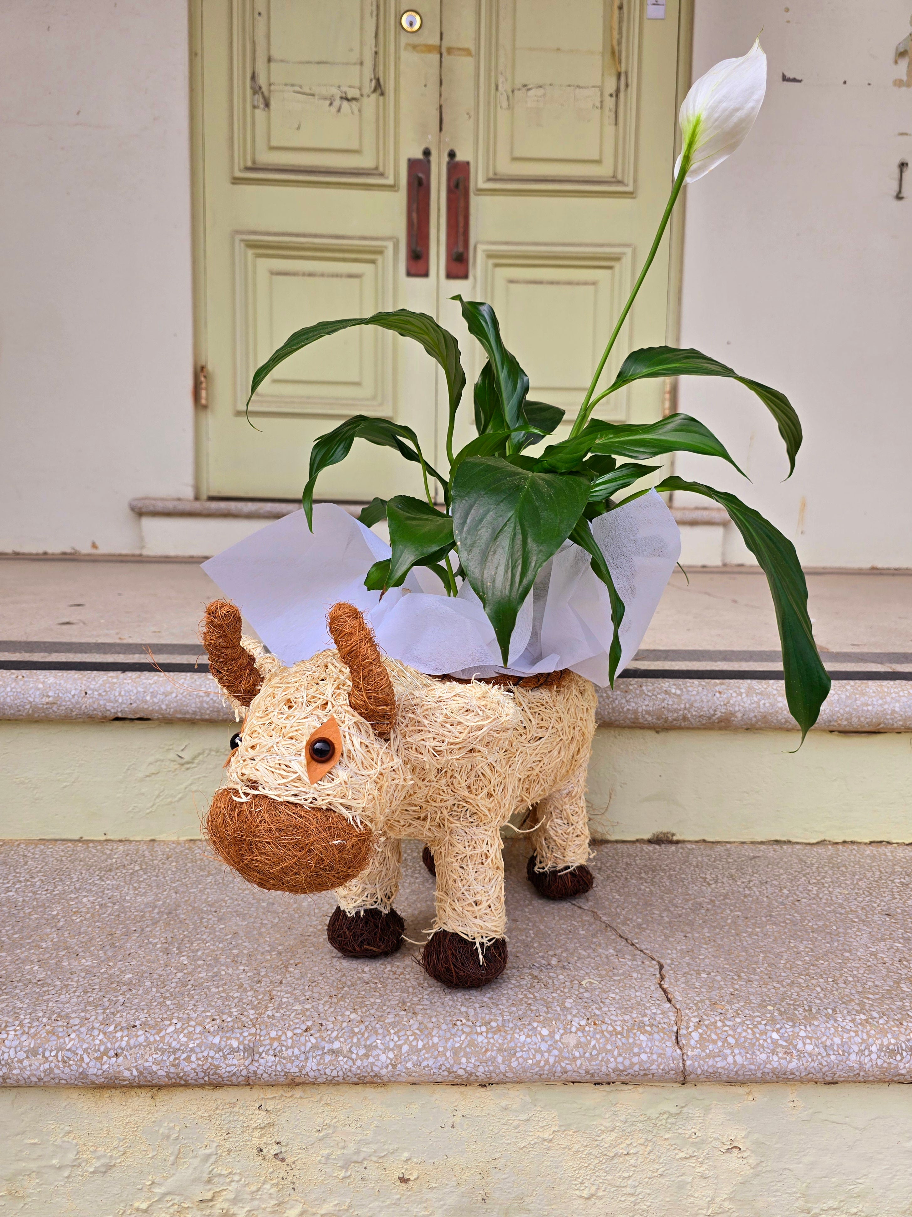 Cow Husk Planter