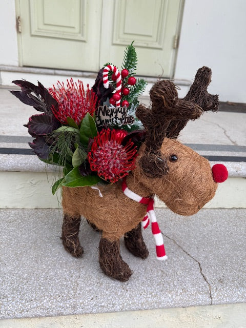 Reindeer Husk Planter